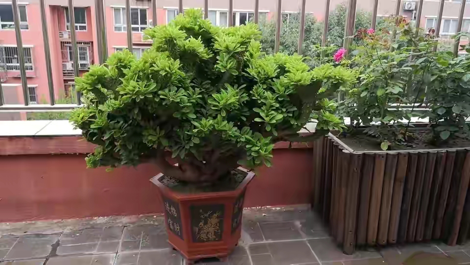 100种最毒的毒花,20种有毒的大毒花