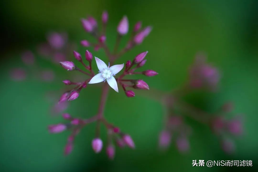 「测评」南非NiSi官方大使近摄镜使用心得