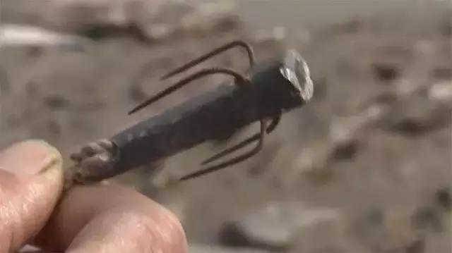 如何捕鱼跳跳鱼,野生跳跳鱼养殖