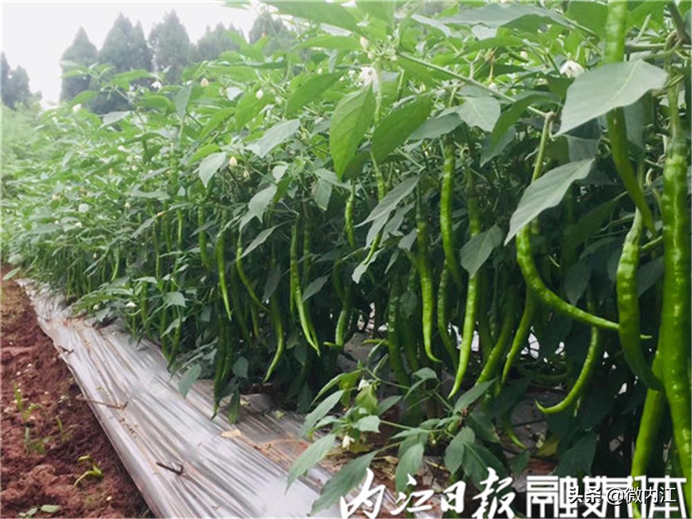 旺苍县二荆条辣椒,四川新鲜二荆条辣椒特辣