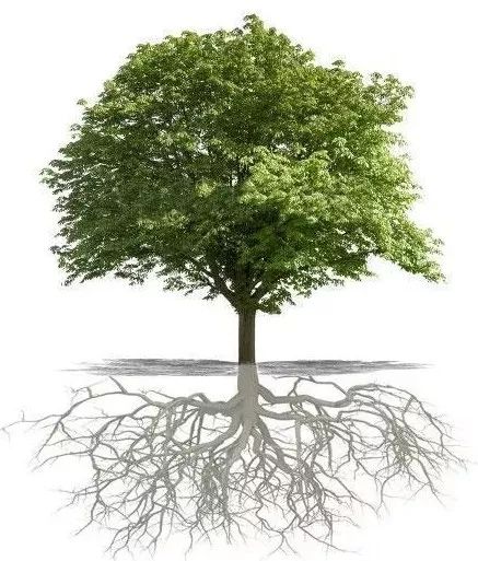 庭院花园植物风水知识,花园种植风水植物