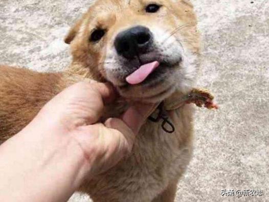 土狗死前为什么离开主人家,老狗为什么会离家