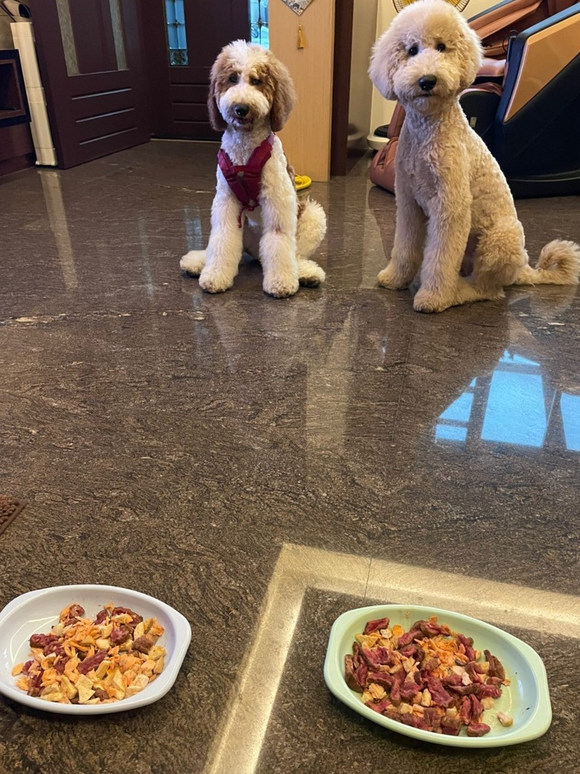 巨型贵宾犬发狂,巨型贵宾犬在家乱叫