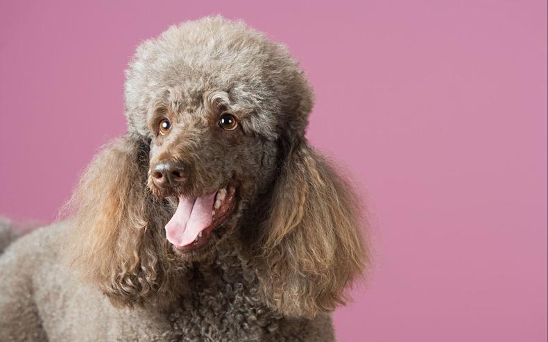 贵宾犬香槟色褪色成白色,贵宾犬颜色越来越浅怎么办