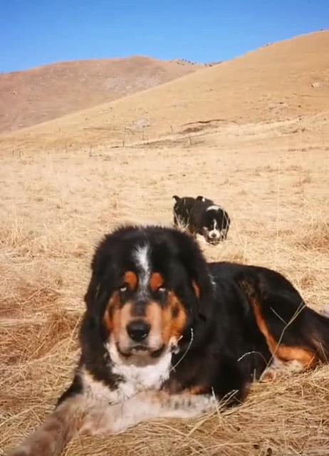 九狗出一獒怎么认,狗生九子必有一獒是真实存在的吗