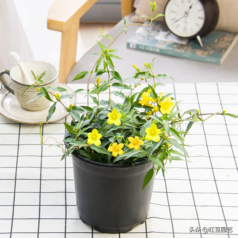 香水茉莉花冬季开花吗,法国香水茉莉花怎么养才能开花