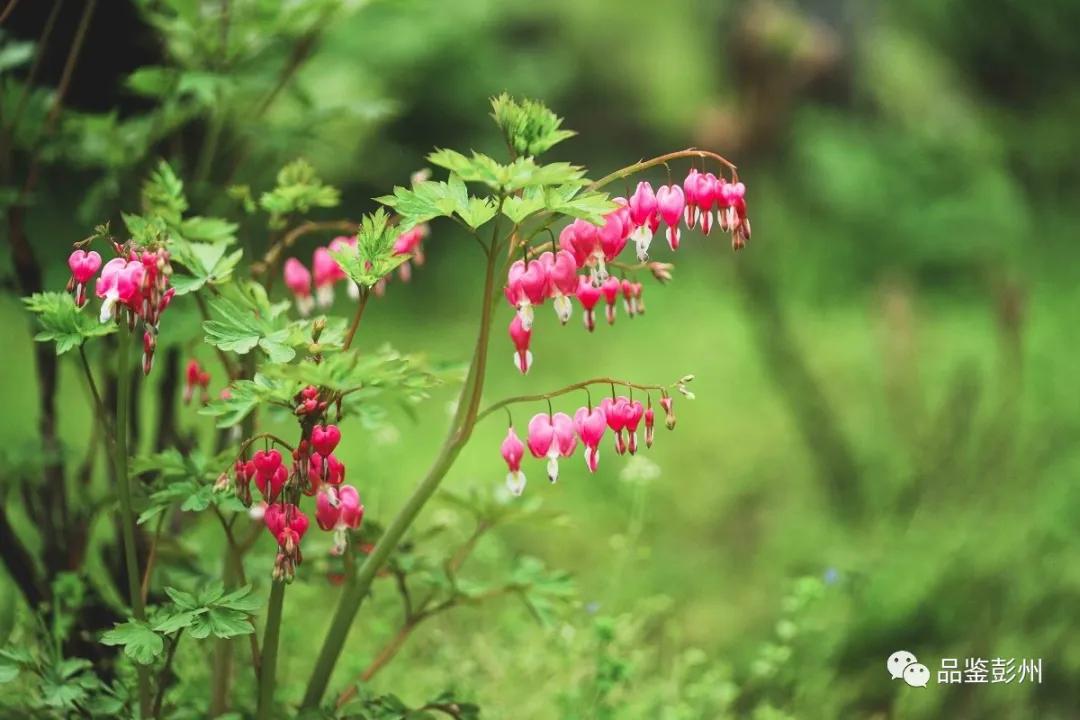 牡丹花开惹人醉鸟语花香,牡丹花开国色天香惹人醉