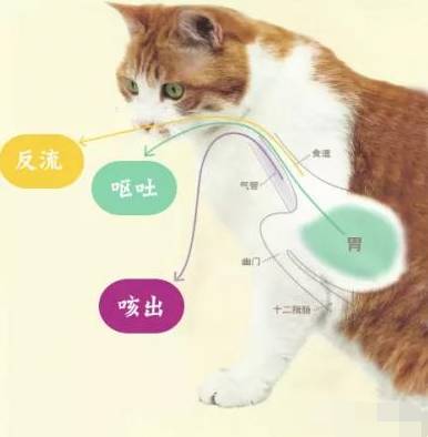 猫咪呕吐水样白色泡沫是什么原因,猫咪呕吐的原因及处理方法