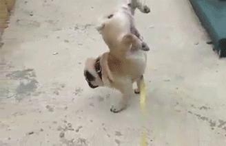 狗狗绝育vs不绝育差别还是很大的,狗狗应该绝育么