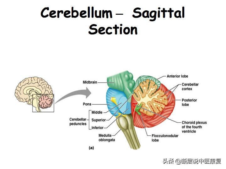 中枢神经系统断层解剖讲解,中枢神经3d解剖动画