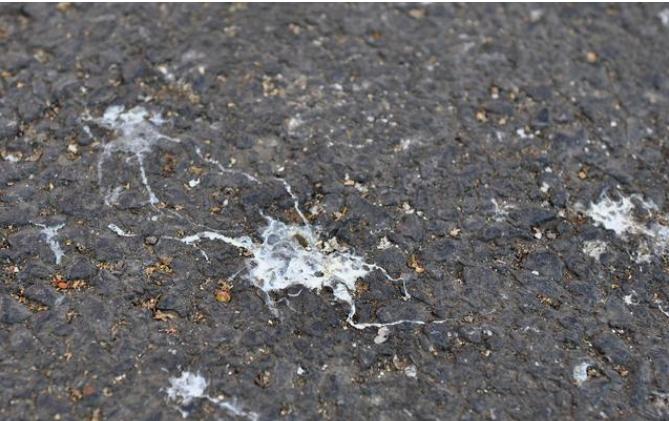 鸡养殖技术鸡拉白便怎么办,养的鸡拉白屎是什么病怎样预防