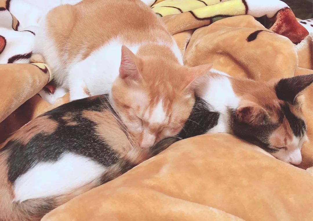 猫咪随便大小便如何纠正,猫咪随便大小便怎么办