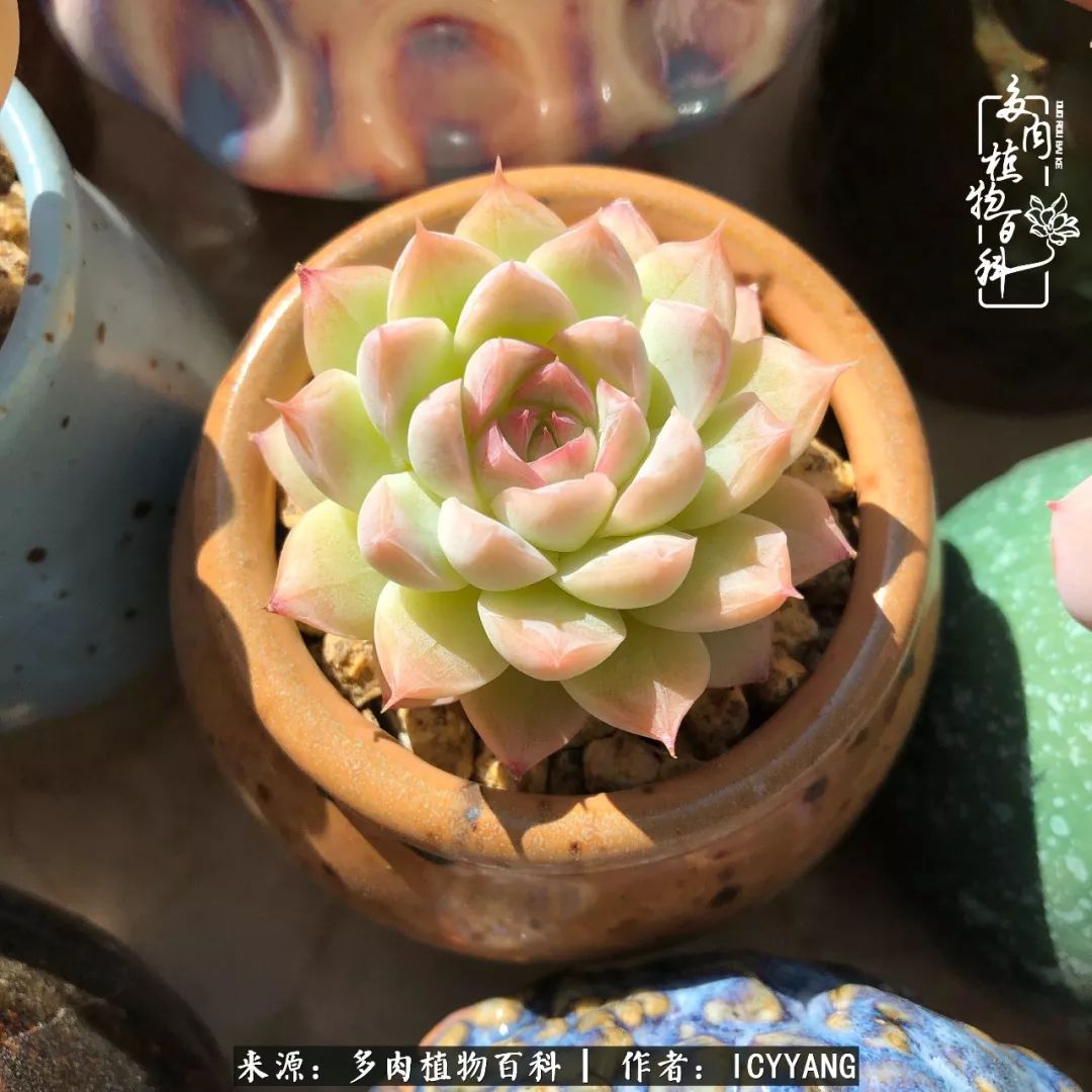 室内阳台多肉的养护方法,景天多肉养护