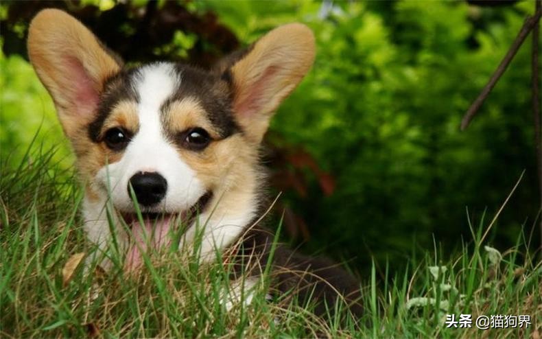 狗狗眼病症状有哪些表现,狗狗生病的危险信号