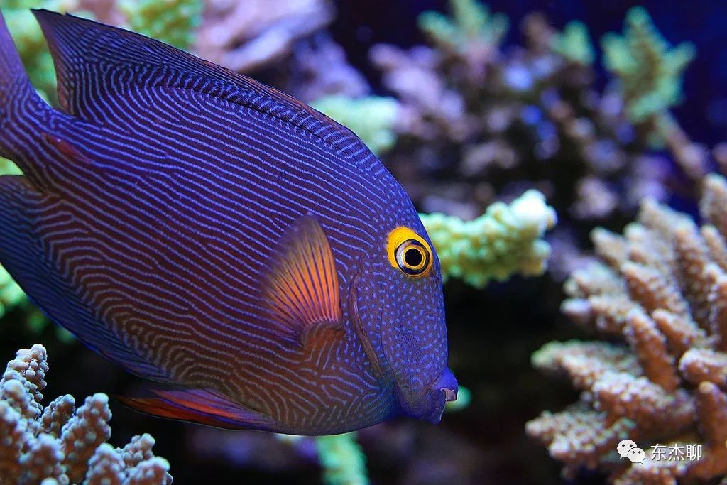 鱼缸里可以养的海水鱼有哪些,哪些海水鱼可以繁殖