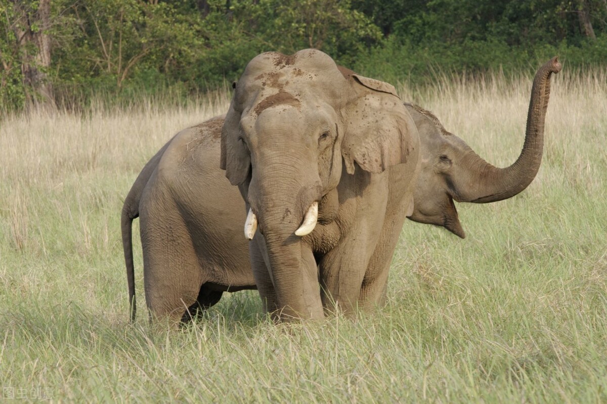大象肉能吃吗？非洲人会以大象肉充饥吗？
