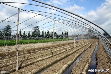 棉铃虫危害番茄图,番茄棉铃虫的防治方法