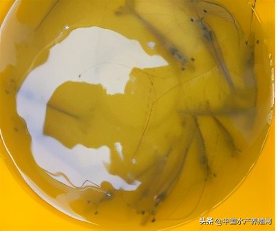 中草药制剂HCV弧菌病能防治、修复肝胰腺，广东省农业力推技术