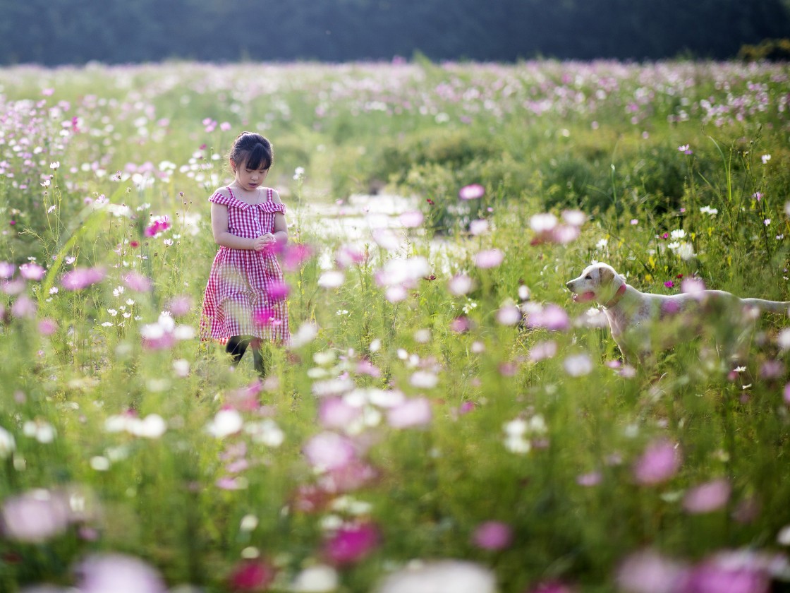 这是什么狗,狗狗横齿什么样