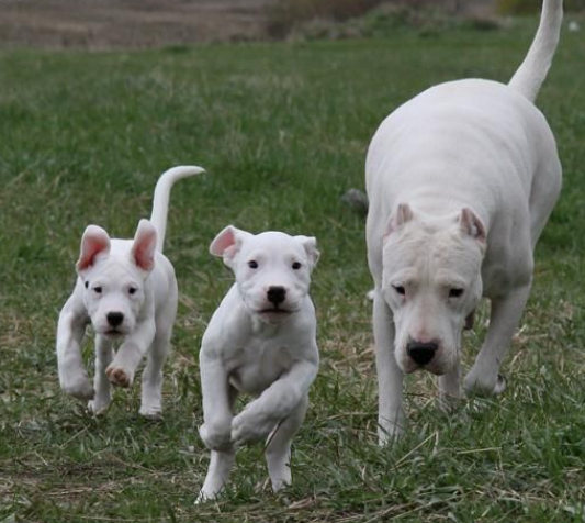阿根廷杜高犬能够打过老虎吗,杜高犬咬野猪真实视频