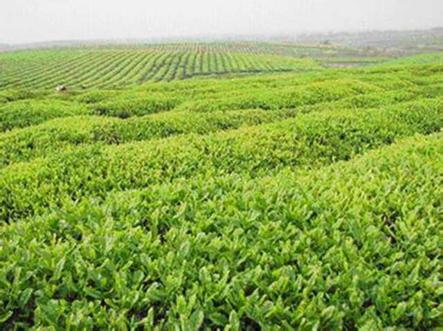 为什么安徽有名茶,安徽是不是最好的茶叶产区