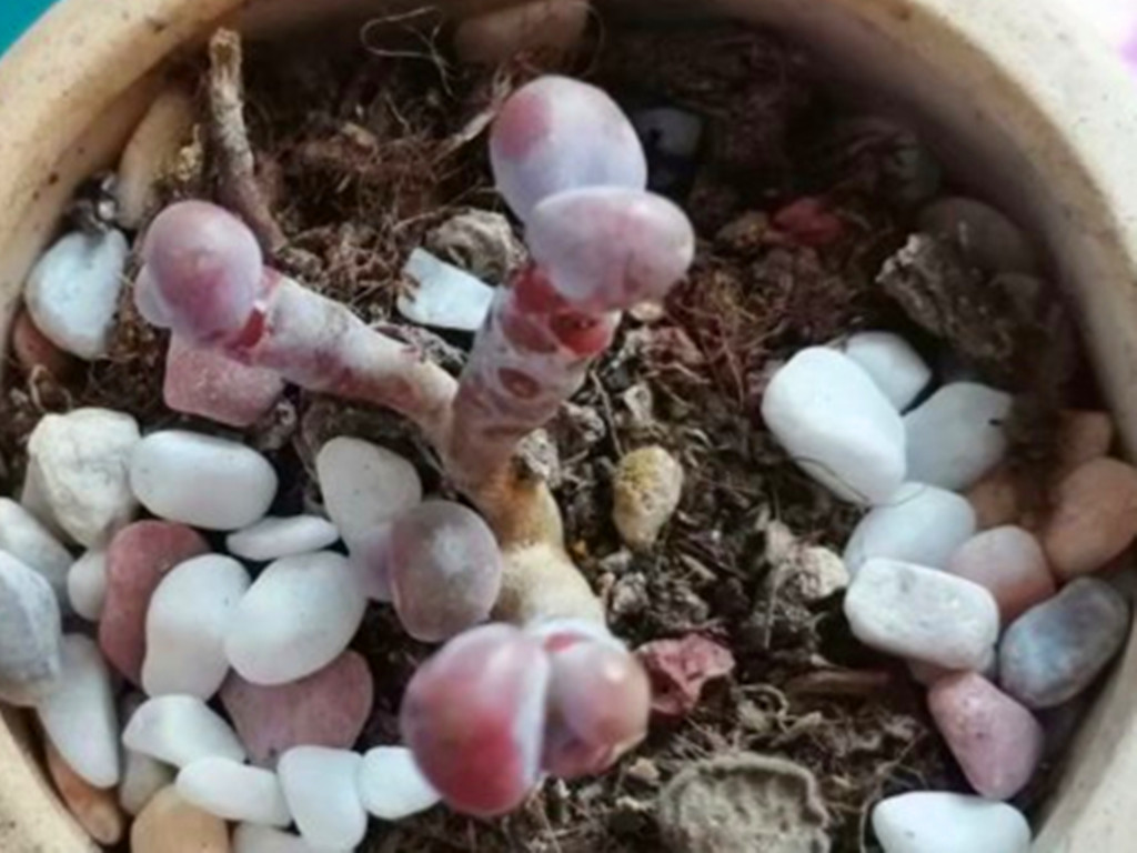 十里桃林是梦，桃蛋养护过程中问题不断才是“真相”，要这样解决