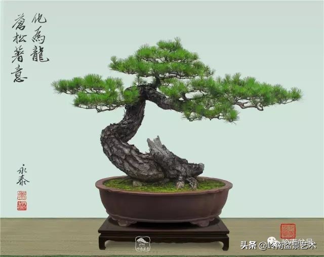 寒松纵老风骨在——赏松杂谈