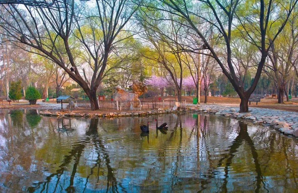 北京有条网红“泡桐大道”,已然成为城市春景“名片”之一