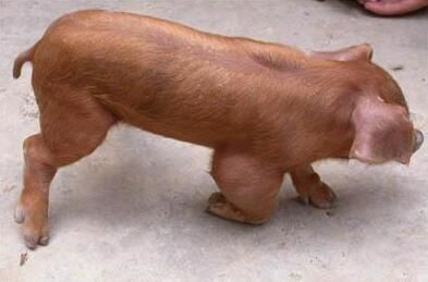 猪感染链球菌的症状及治疗,猪链球菌感染最佳治愈方法