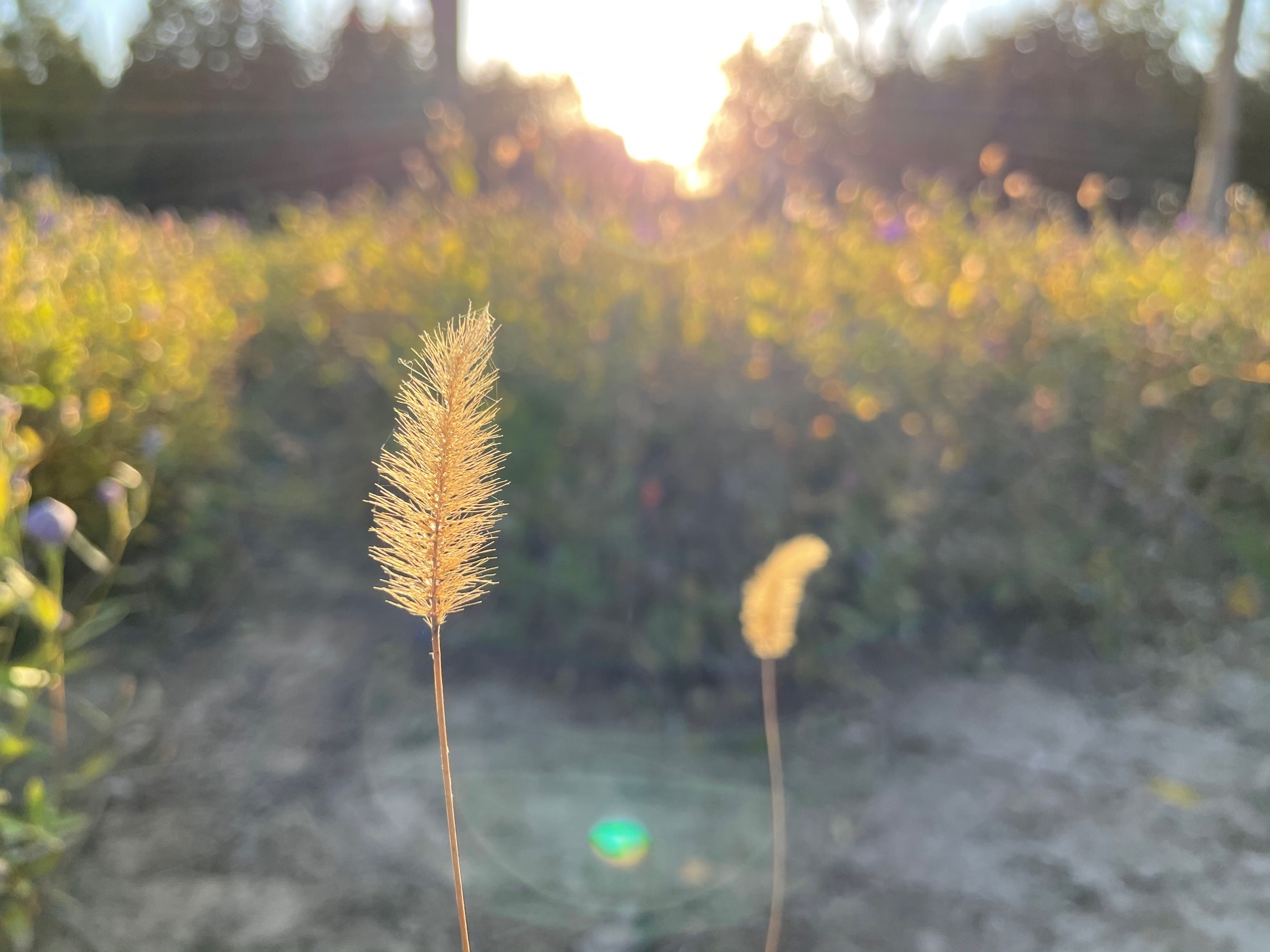 iphone12最佳入手时间下半年,iphone12性能更强拍摄更出色