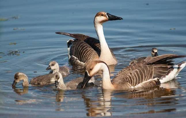 高清童年常见飞禽篇(值得珍藏)