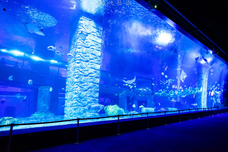 海洋极地海洋世界攻略,正佳极地海洋世界白鲸海象