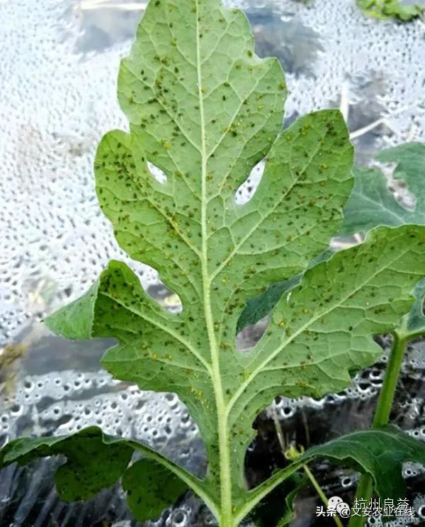 西瓜病虫害防治方法,盆栽西瓜怎么预防虫害