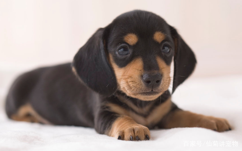 如何制止狗吃猫咪便便,腊肠犬拉肚子怎么办