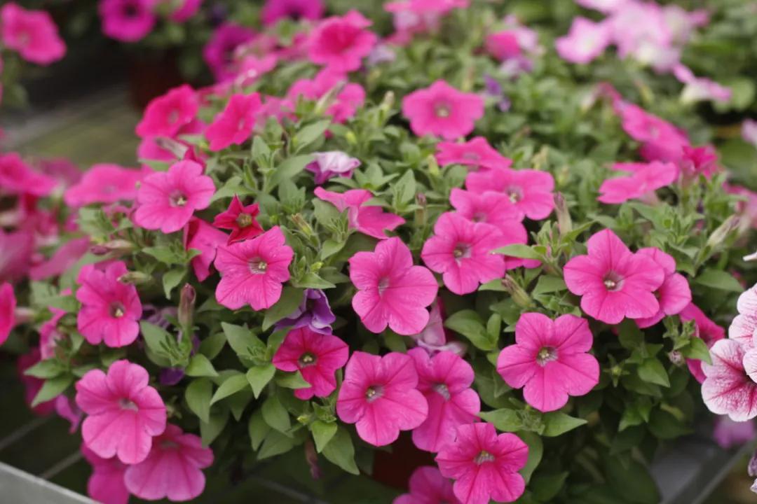 这43个来自世界各地的新品种,快来看看有没有你的菜