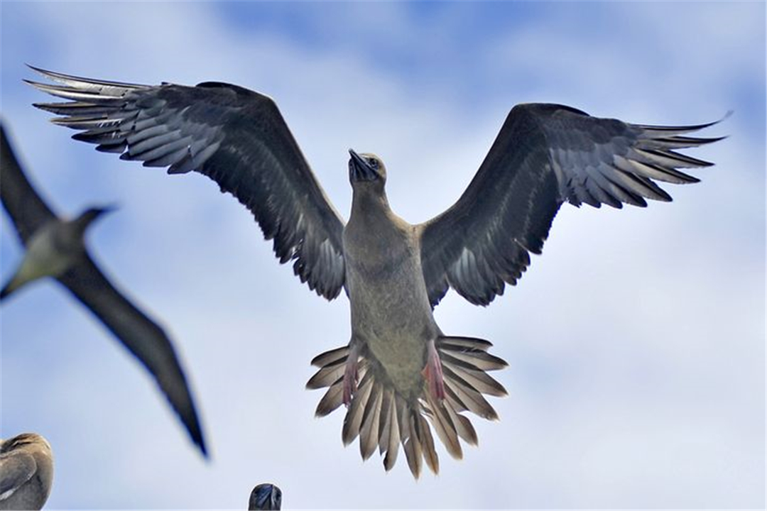 西沙群岛鸟有几种,西沙群岛上有哪些不常见的鸟