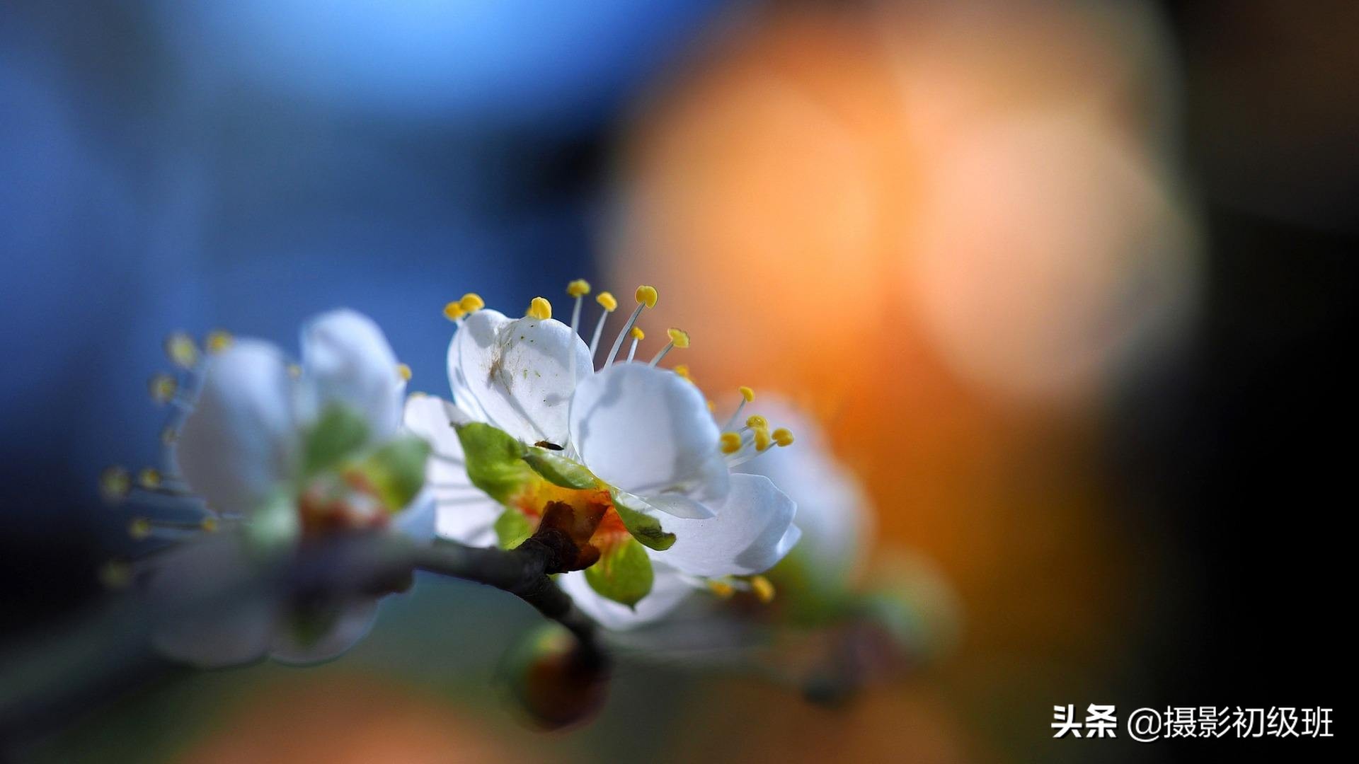 手机微距拍摄技巧视频教程,微距摄影拍摄技巧大全