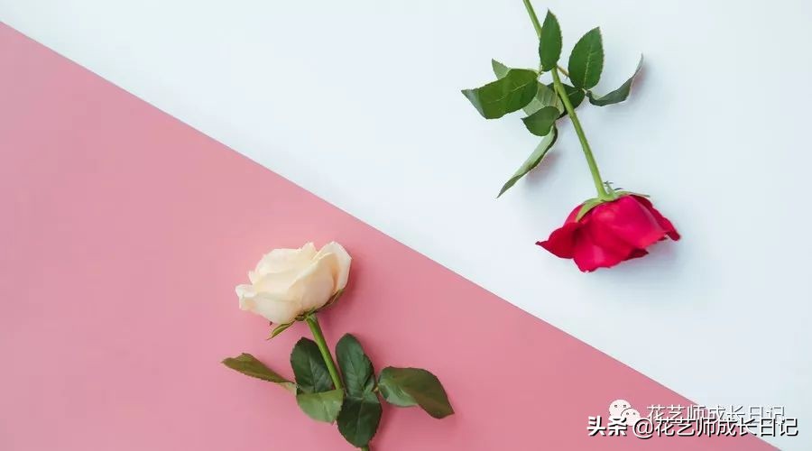 玫瑰花从1到99朵的花语是什么,1到19朵玫瑰花语是什么