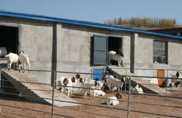 圈养羊冬天吃什么最好,养羊羊一般吃什么