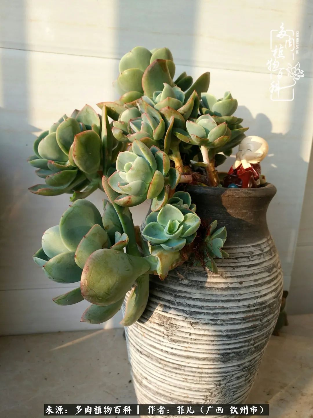 多肉相伴的感悟,与多肉为伴的时光真的很美好