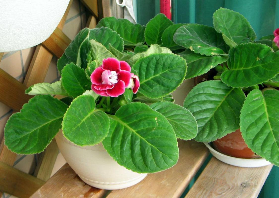 养花有黄叶子怎么办,养花的土壤偏碱怎么办好