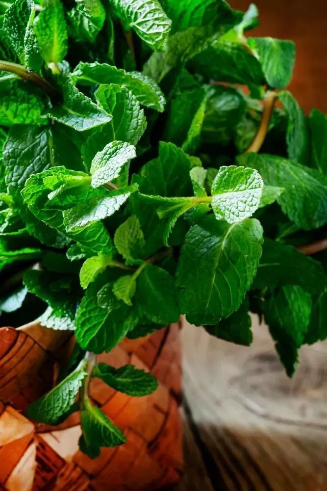 厨房除油烟味的植物,厨房吸油烟除异味