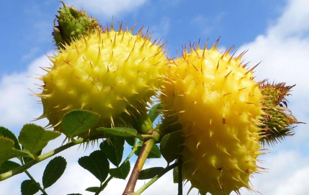 榴莲最便宜的水果,和榴莲一个档次的水果有哪些