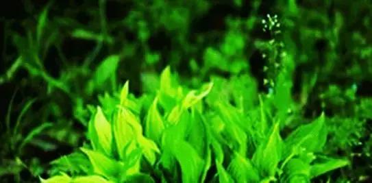 三分治七分养中医养生,澳洲养胃保健品