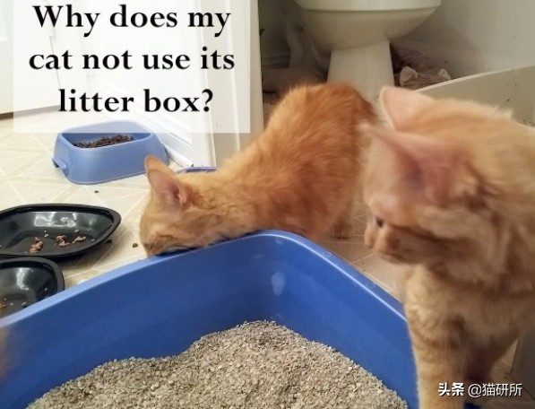 猫咪乱尿科学解释,猫咪乱尿是泌尿系统出问题了吗