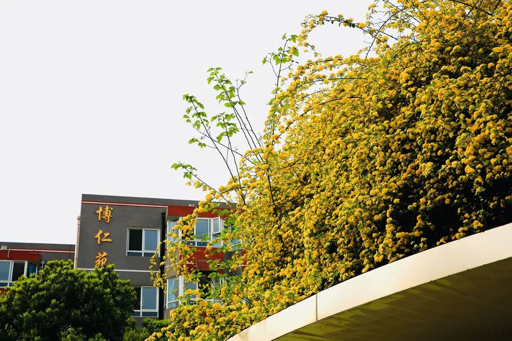 成都有没有好的师范学校,四川成都的好学校