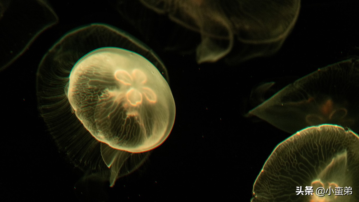 5年之许，小白逆袭重返新加坡