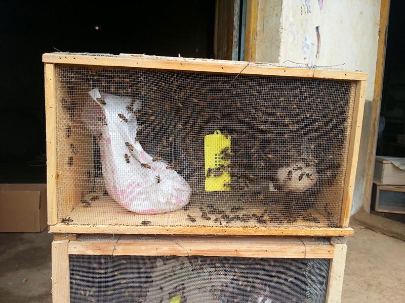 蜜蜂养殖，买蜂时搬运真麻烦，为什么不试试笼蜂呢？是个好方法