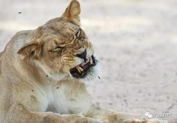 雄狮被攻击为什么雌狮不帮助,雄狮战败回狮群被攻击