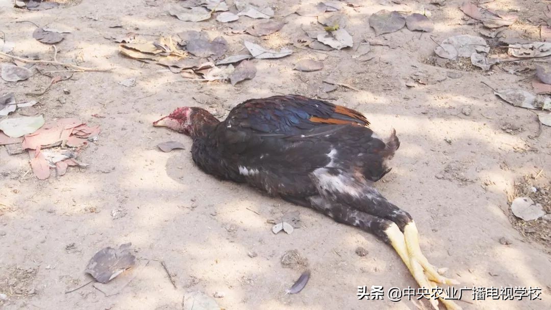 田间示范秀养鸡视频,田间示范秀节目